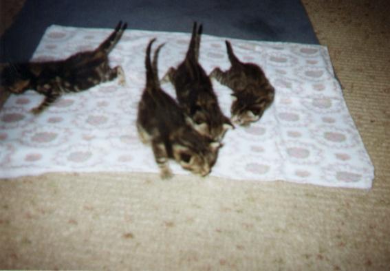 Kitis3